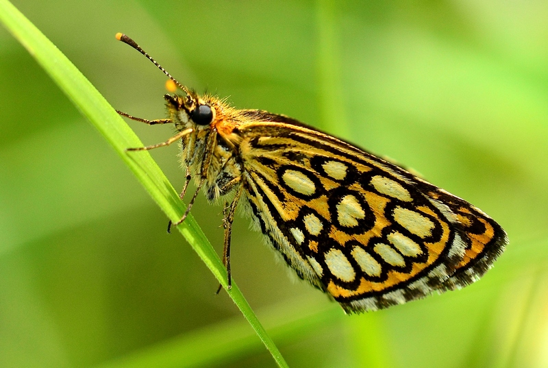 Heteropterus morpheus